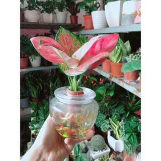 Chậu Cây Vạn Lộc Thuỷ Sinh(kèm chậu thuỷ tinh)