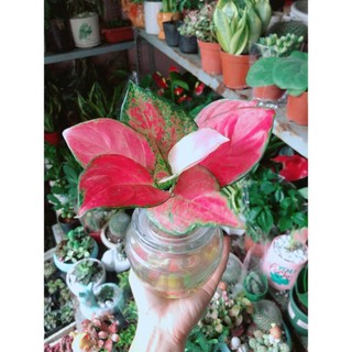 Chậu Cây Vạn Lộc Thuỷ Sinh(kèm chậu thuỷ tinh)