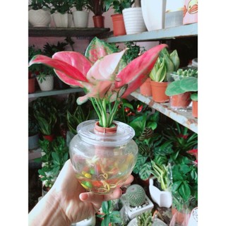 Chậu Cây Vạn Lộc Thuỷ Sinh(kèm chậu thuỷ tinh)