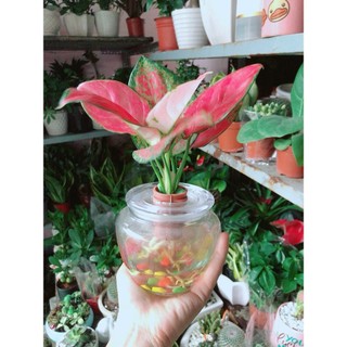 Chậu Cây Vạn Lộc Thuỷ Sinh(kèm chậu thuỷ tinh)