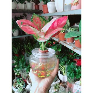 Chậu Cây Vạn Lộc Thuỷ Sinh(kèm chậu thuỷ tinh)
