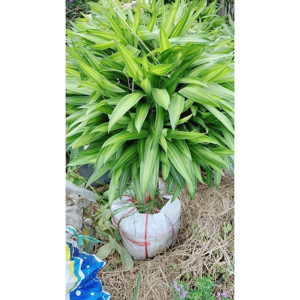 Trúc Bách Hợp Cao 1m1