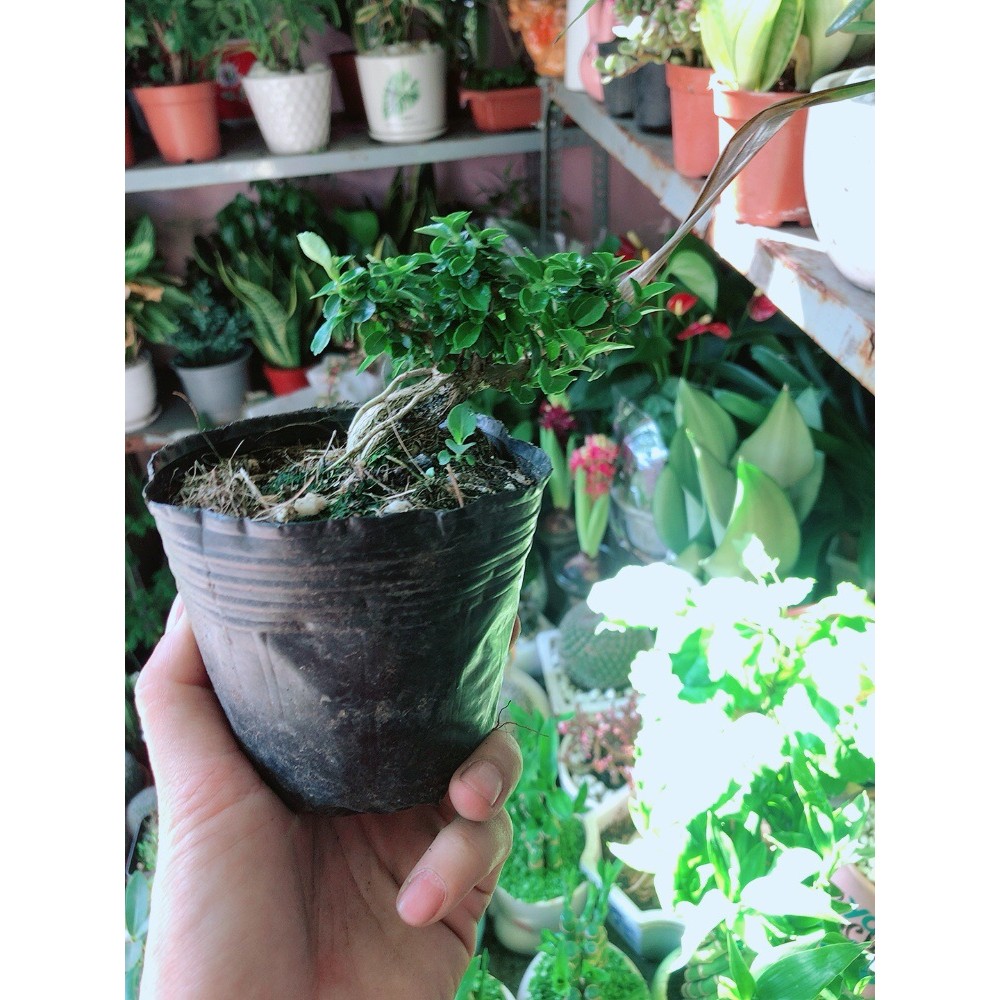 Cây Sam Hương Dáng Thác Đổ
