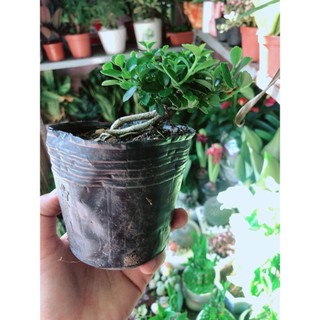 Cây Sam Hương Dáng Thác Đổ