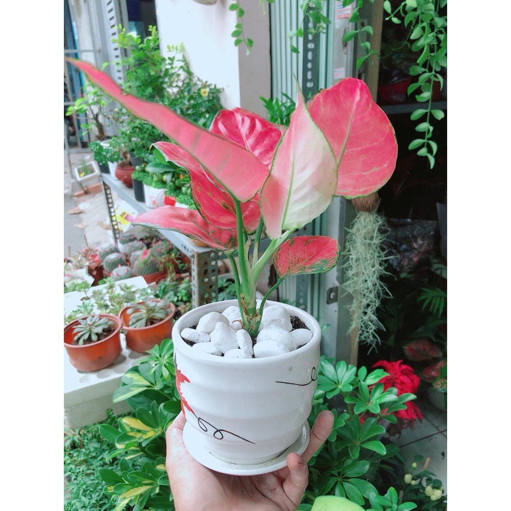 Chậu Cây Vạn Lộc Hồng