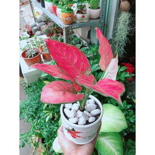 Chậu Cây Vạn Lộc Hồng