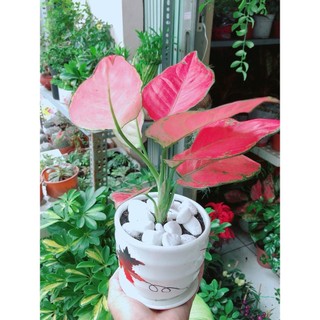 Chậu Cây Vạn Lộc Hồng