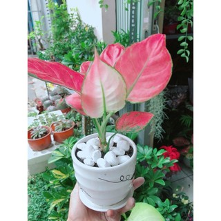 Chậu Cây Vạn Lộc Hồng