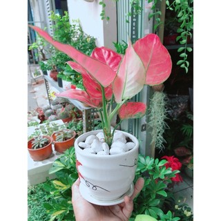 Chậu Cây Vạn Lộc Hồng