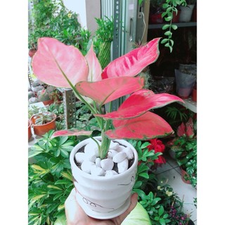 Chậu Cây Vạn Lộc Hồng