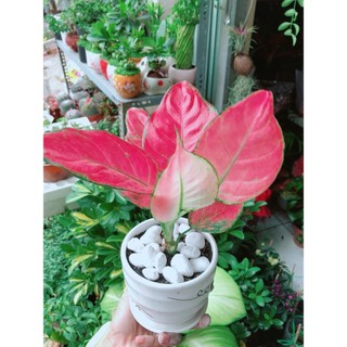 Chậu Cây Vạn Lộc Hồng
