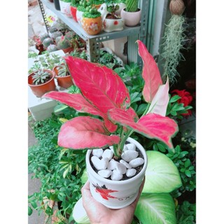 Chậu Cây Vạn Lộc Hồng