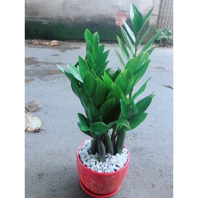Chậu Kim Phát Tài