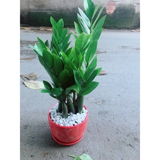 Chậu Kim Phát Tài