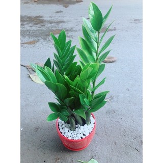 Chậu Kim Phát Tài