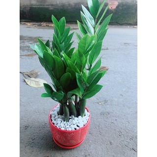 Chậu Kim Phát Tài