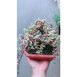 Cây Cành Vàng Lá Ngọc Cổ Thụ