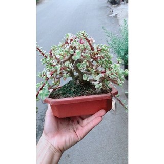 Cây Cành Vàng Lá Ngọc Cổ Thụ