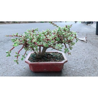 Cây Cành Vàng Lá Ngọc Cổ Thụ