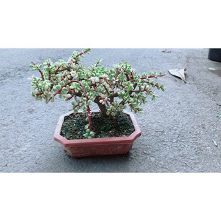 Cây Cành Vàng Lá Ngọc Cổ Thụ