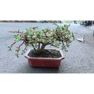 Cây Cành Vàng Lá Ngọc Cổ Thụ