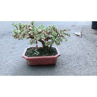 Cây Cành Vàng Lá Ngọc Cổ Thụ