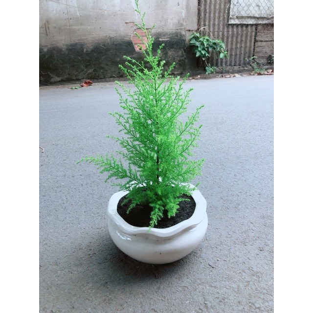 Chậu Cây Tùng Thơm