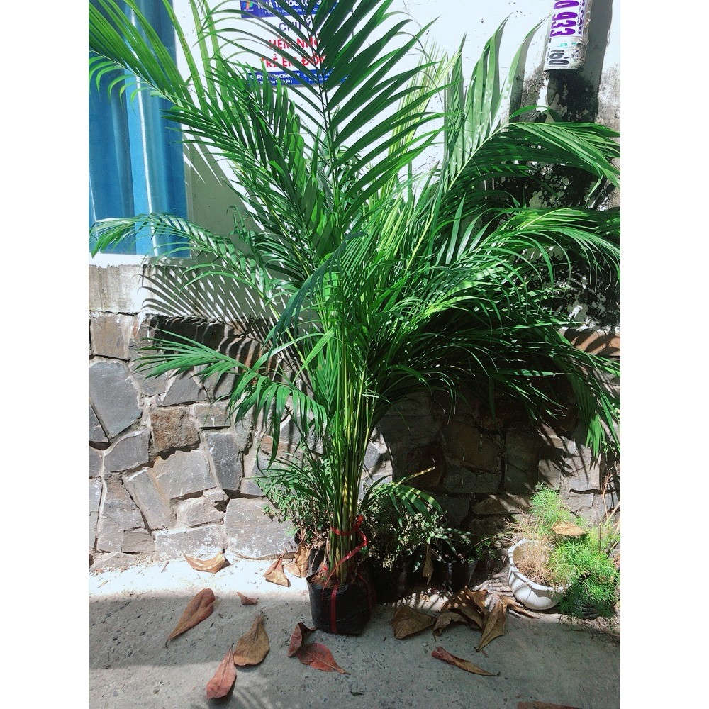 Cây Cau Kiểng Cao 1m2-1m5