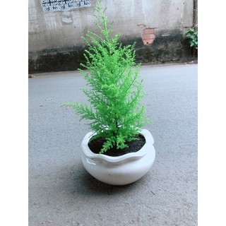 Chậu Cây Tùng Thơm