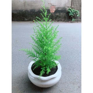 Chậu Cây Tùng Thơm