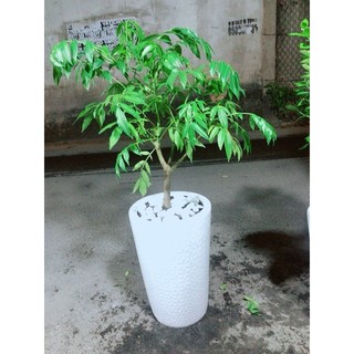 Chậu Cây Cóc Cho Sai Trái