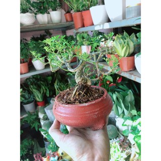 Chậu Cây Cần Thăng