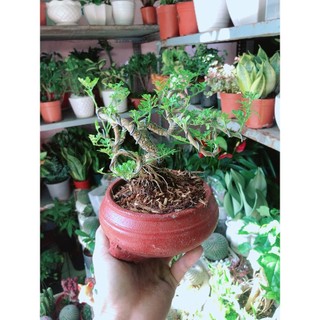 Chậu Cây Cần Thăng