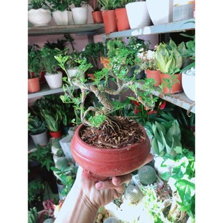 Chậu Cây Cần Thăng