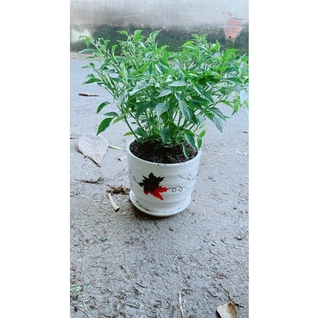 Chậu Cây Ớt Hiểm