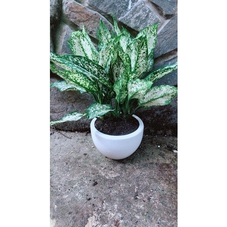 Chậu Cây Ngọc Ngân