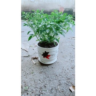 Chậu Cây Ớt Hiểm