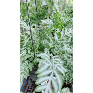 Dương Sỉ Lá Trắng