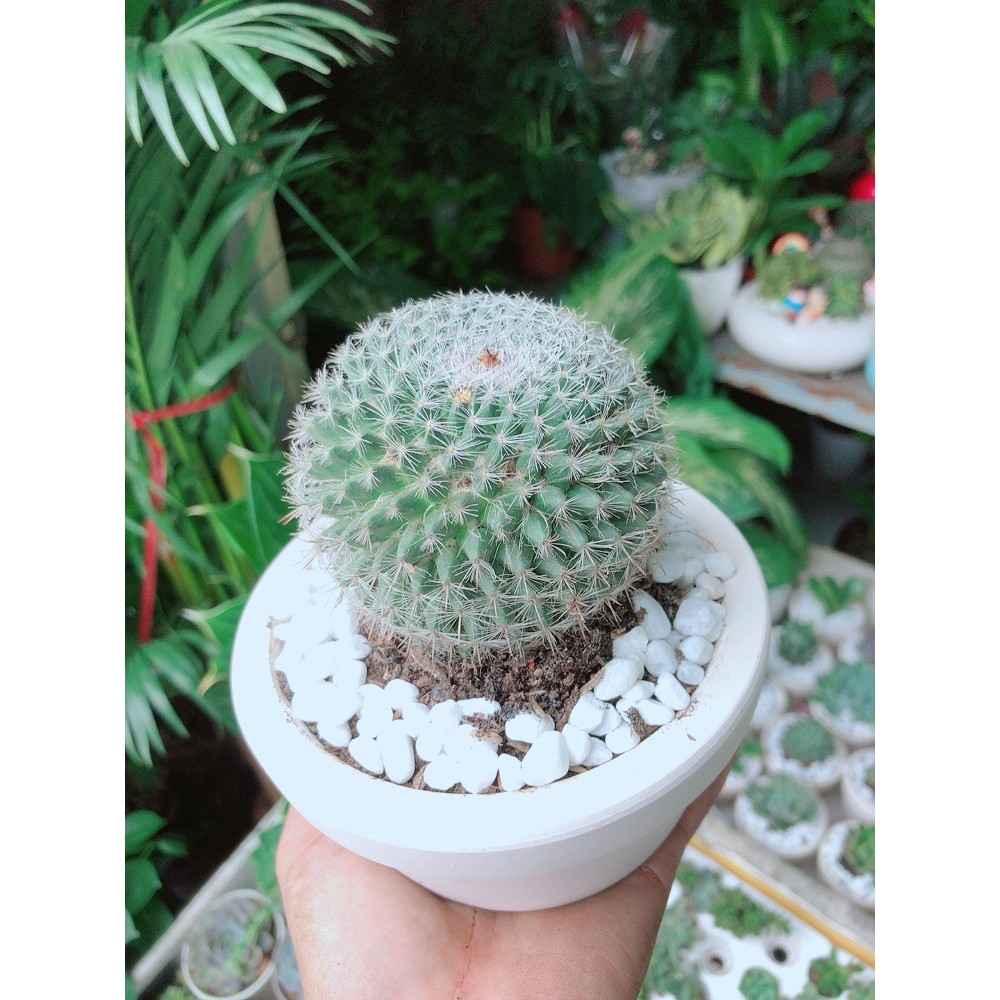 Chậu Xương Rồng