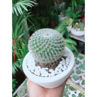 Chậu Xương Rồng