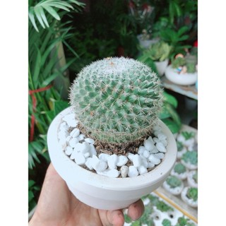Chậu Xương Rồng