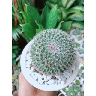 Chậu Xương Rồng