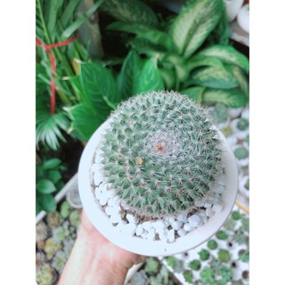 Chậu Xương Rồng