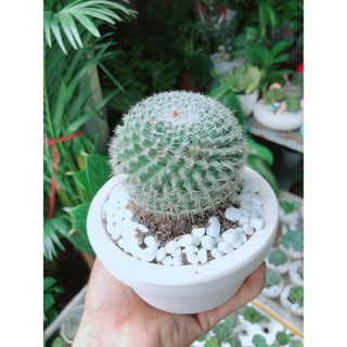 Chậu Xương Rồng