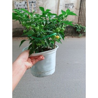 Chậu Ớt Kiểng Trái Tim