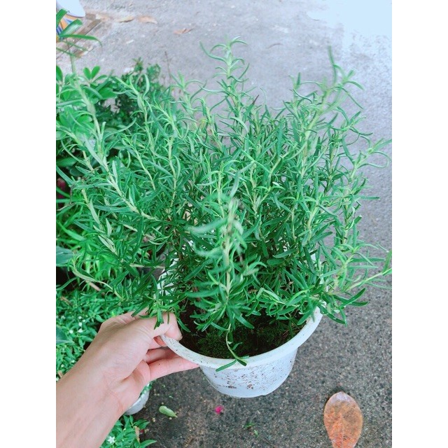 Chậu Cây Hương Thảo (kèm chậu sứ)