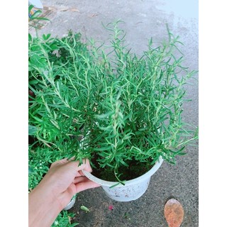 Chậu Cây Hương Thảo (kèm chậu sứ)