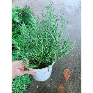 Chậu Cây Hương Thảo (kèm chậu sứ)