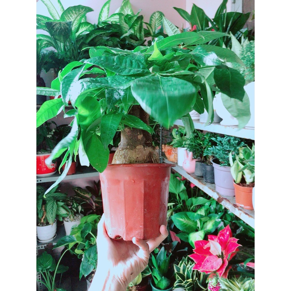 Kim Ngân 1 Thân Lớn