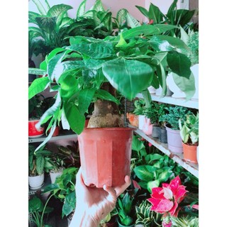Kim Ngân 1 Thân Lớn